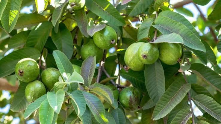 The Fruit Healers Knew About Long Before Science Caught Up: The Story of Guava